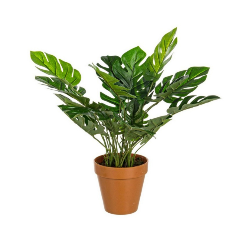 PIANTA FILODENDRO C-VASO 30FOGLIE H45CM