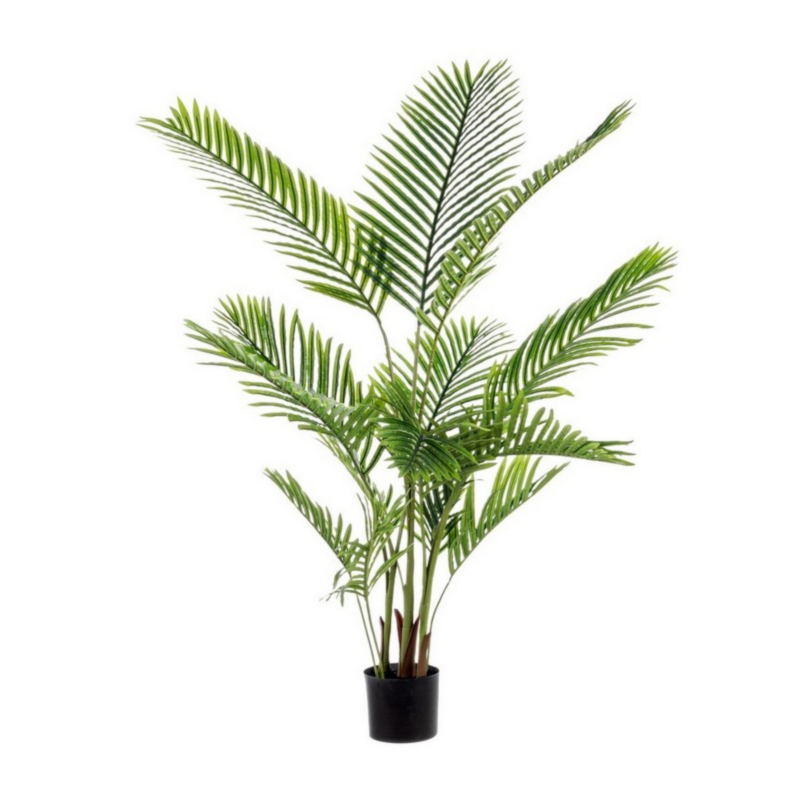PIANTA KENZIA C-VASO 15FOGLIE H140