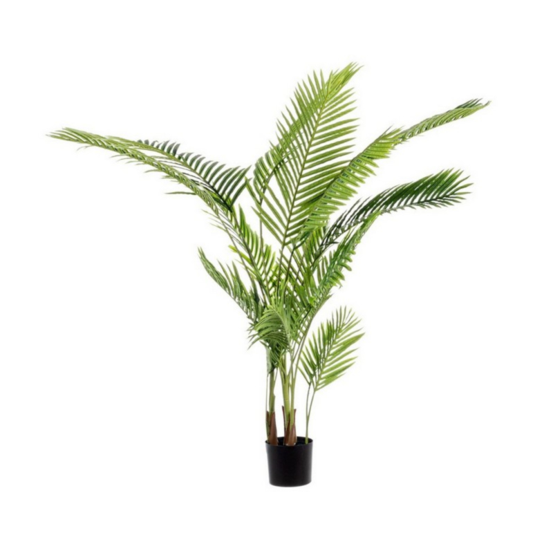 PIANTA KENZIA C-VASO 17FOGLIE H160